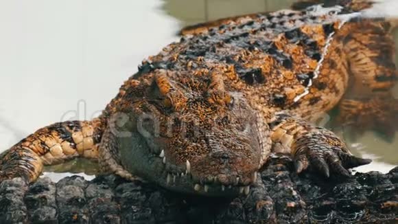 鳄鱼特写皮肤和身体部分靠近视野视频的预览图