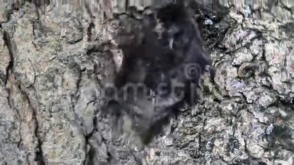 树上和地上的蝙蝠视频的预览图