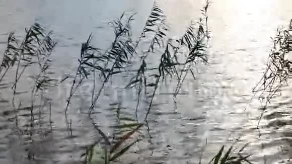 在湖边生长的芦苇视频的预览图
