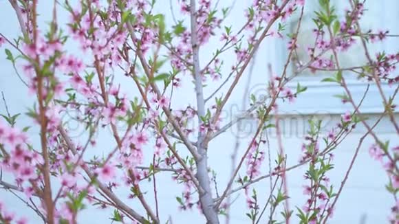娇嫩的粉红色桃花在春天视频的预览图