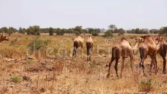 安博塞利公园的骆驼视频的预览图