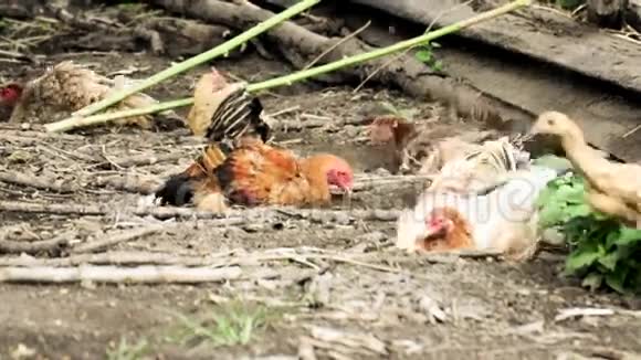 母鸡和鸡肉视频的预览图