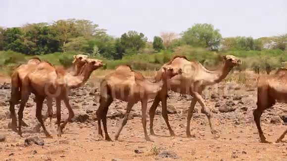 安博塞利公园的骆驼视频的预览图