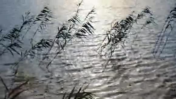 在湖边生长的芦苇视频的预览图
