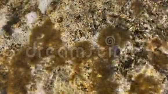 石头上的海藻视频的预览图