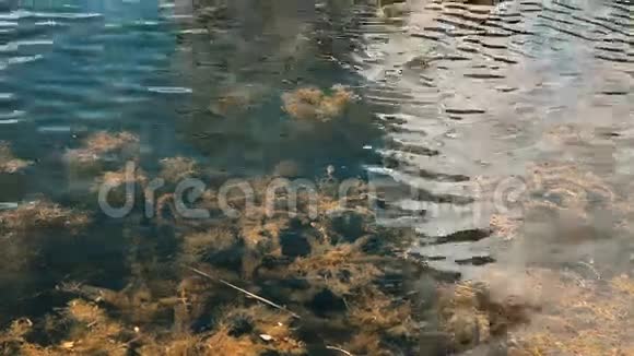 池内清水视频的预览图