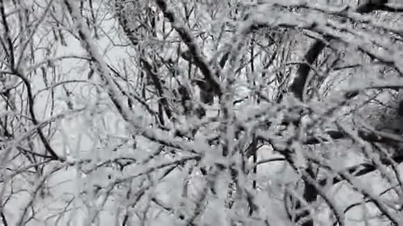 一树一树的雪视频的预览图