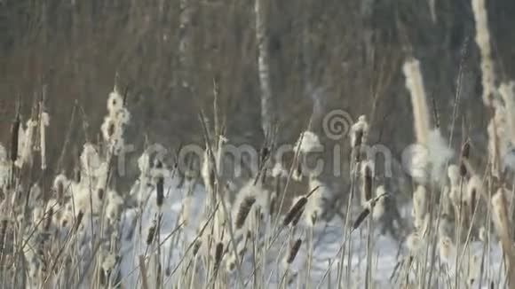 俄罗斯冬季森林里的芦苇视频的预览图