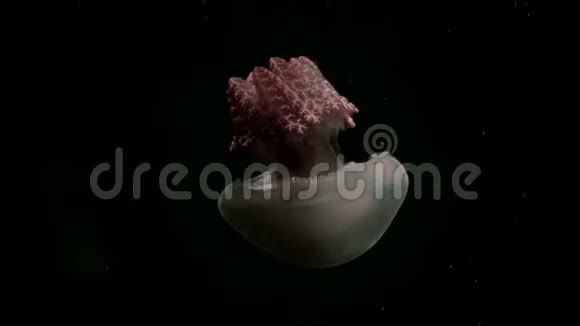 深海水母4K镜头视频的预览图