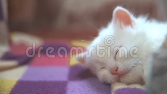 小白可爱可爱的小猫睡在格子毛毯阳光明媚的早晨猫和猫宠物的生活方式视频的预览图