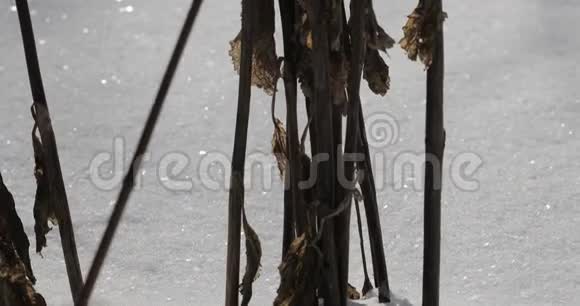 干燥的植物在冬天特写视频的预览图