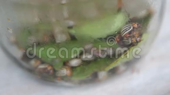 科罗拉多马铃薯甲虫幼虫吃土豆视频的预览图