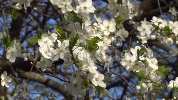 风中樱桃树的春白花视频的预览图
