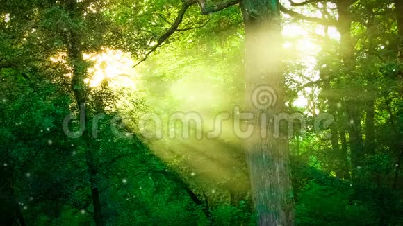 阳光透过森林里的树枝照耀着视频的预览图