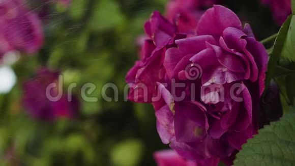 在粉红色的玫瑰花上慢慢泼水视频的预览图