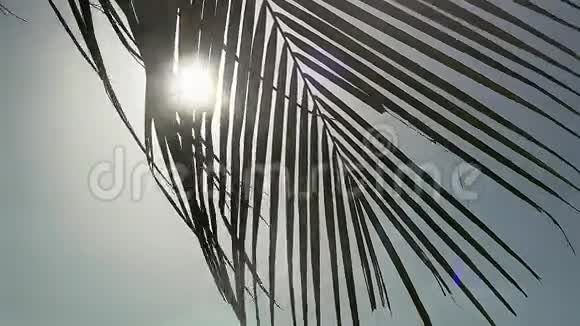 棕榈树在蓝天背景上移动风通过太阳与镜头耀斑效果慢动作1920x1080视频的预览图