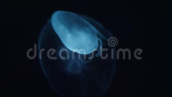 一只大型水母的影像视频的预览图