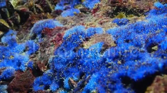岩石上脆弱的海海绵保加利亚视频的预览图