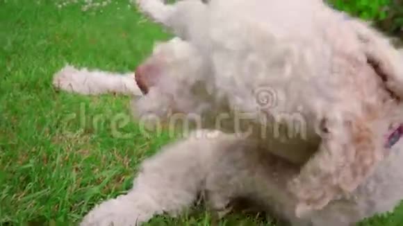 狗脸贴紧狗舔嘴唇嬉戏的宠物躺在草地上狗嘴张开视频的预览图