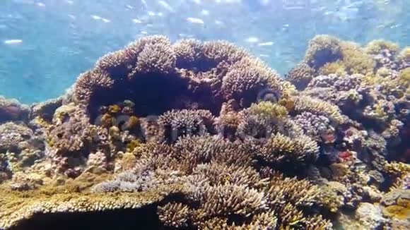珊瑚礁上五颜六色的大珊瑚视频的预览图