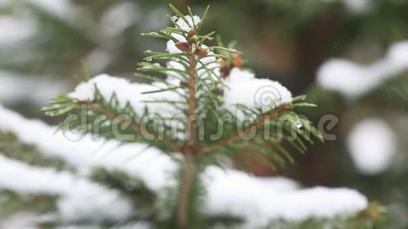 一棵雪覆盖的杉树枝冰冷的雪落在森林里视频的预览图