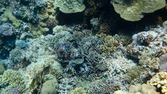 珊瑚礁上五颜六色的大珊瑚视频的预览图