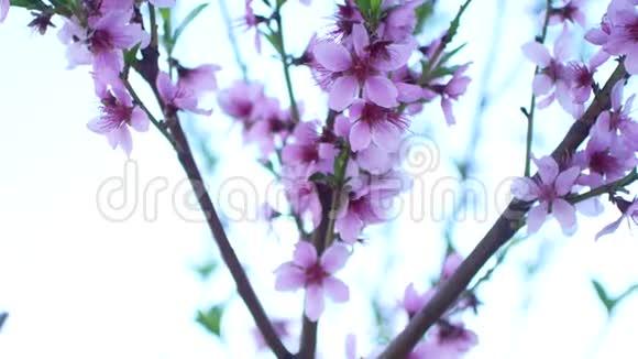 娇嫩的粉红色桃花在春天视频的预览图