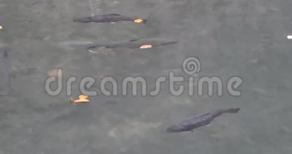 虹鳟鱼养鱼场视频的预览图