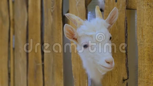 山羊从农场上的木栅栏向四周张望视频的预览图