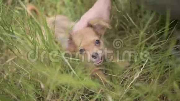 大自然中的年轻女子在户外抚摸奇瓦瓦狗的小小狗视频的预览图