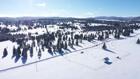 冬季空中4k无人驾驶飞机观雪覆盖杉树森林在山上视频的预览图