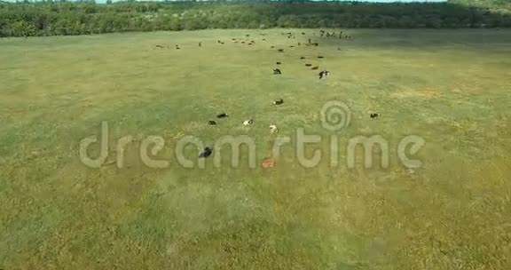 空中绿野有卧牛视频的预览图