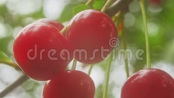 樱桃宏观在自然界视频的预览图