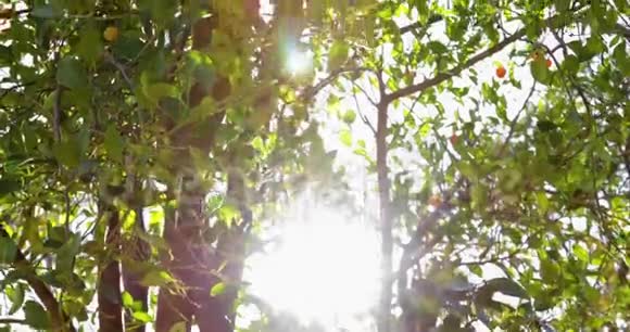 格拉纳达山梅勒维尼公园橙树CA24fps4k视频的预览图