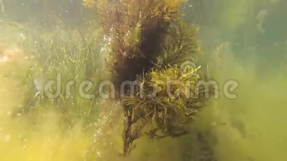 褐藻藻在利马浅深处视频的预览图