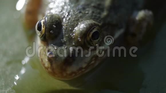 绿色的河池蛙坐在百合叶上宏观视频的预览图