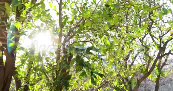 位于格拉纳达山的OMelveny公园的柠檬树CA4k24fps视频的预览图
