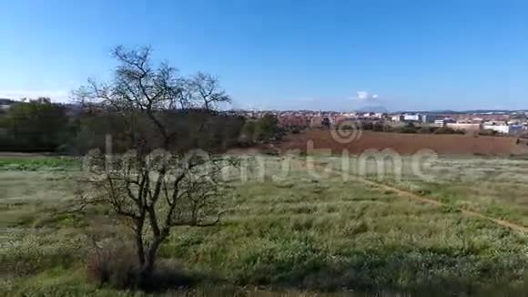 西班牙巴塞罗那冬季一棵没有叶子的古树白花覆盖着田野视频的预览图
