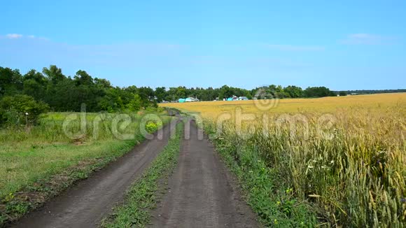 俄罗斯沿着成熟的麦田通往农村的房子视频的预览图