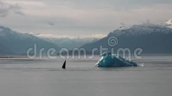 阿拉斯加背景冰山上太平洋平静水域的鲨鱼鳍视频的预览图