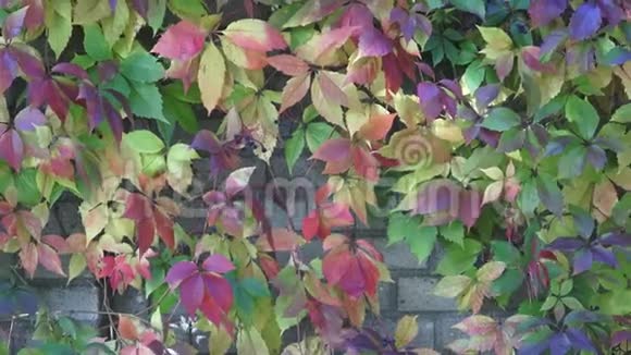 秋天的彩色叶子古代砖墙上的三叶草色彩斑斓的背景视频的预览图