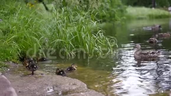 小鸭子和鸭子在岸边的一个干净的池塘里游泳慢动作1920x1080全高清视频的预览图