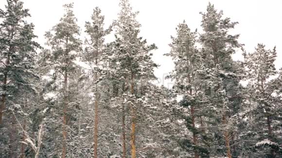 冬天雪下的松林视频的预览图