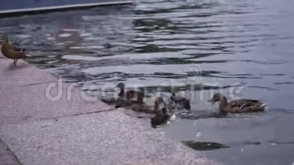 鸭塘漂浮在岸边的清水中全高清4k视频的预览图