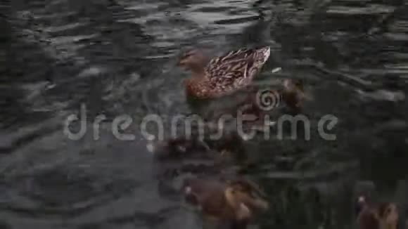 池塘里的鸭子漂浮在清澈的水里全高清4k视频的预览图