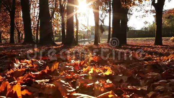 滑动慢动作视频一个女孩穿过秋天公园视频的预览图