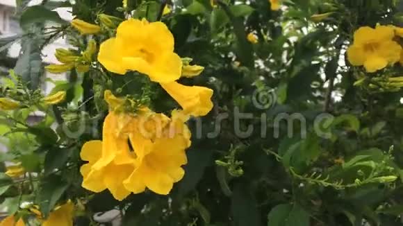 黄色喇叭花在大自然上视频的预览图