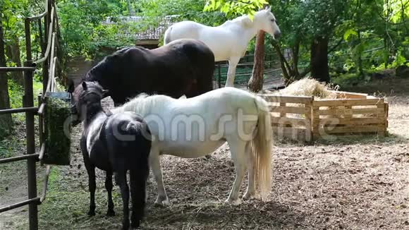 黑白马和小马是在谷仓里饲养的视频的预览图