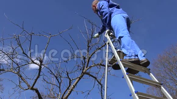 熟练的园丁用剪刀在梯子上剪苹果树树枝视频的预览图