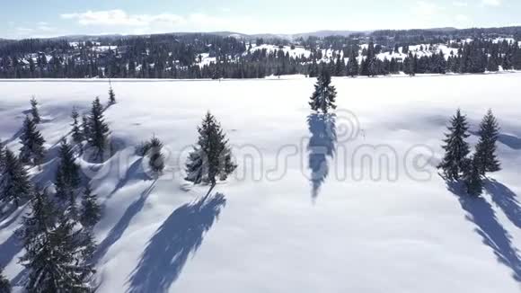 冬季空中4k无人驾驶飞机观雪覆盖杉树森林在山上视频的预览图